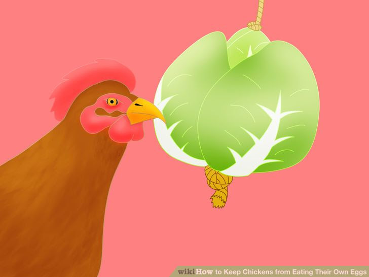 Keep Chickens from Eating Their Own Eggs Step 4 Version 2.jpg