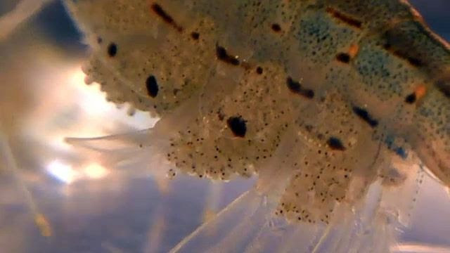 雑記 鴨 ヤマトヌマエビの卵が孵化した Season 1 2