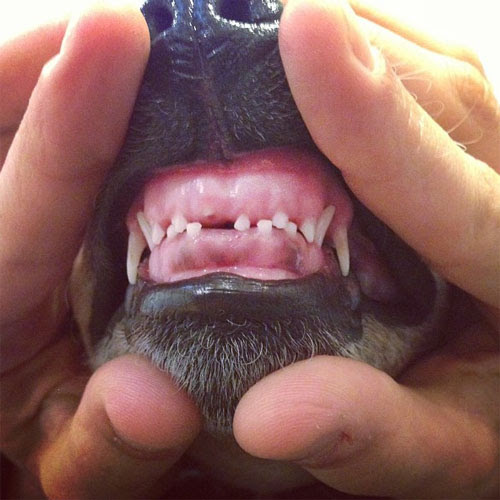 犬がケージを噛むのは何故 理由や対策について