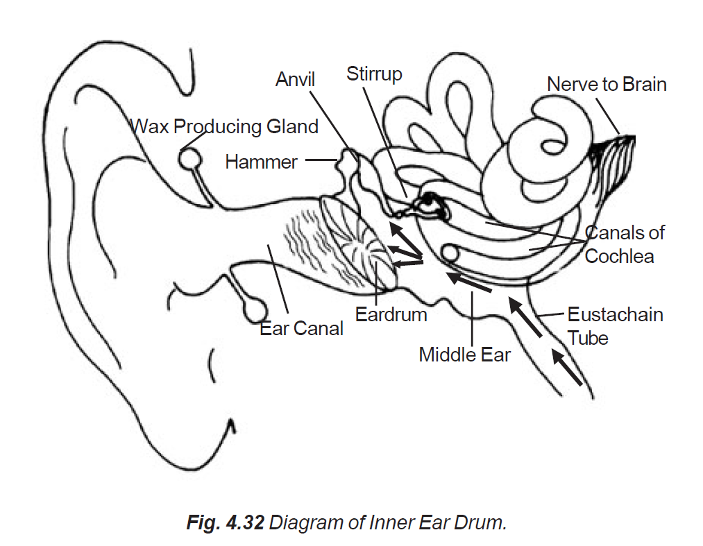 Diagram Of The Eardrum Gallery - How To Guide And Refrence