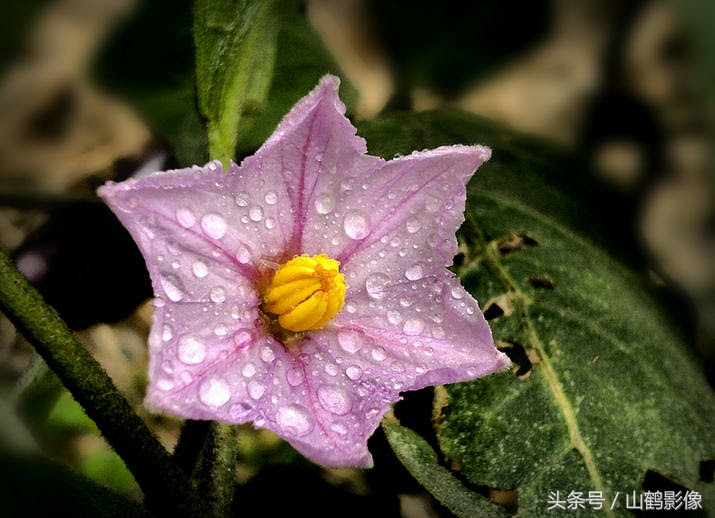摄影欣赏 茄子花