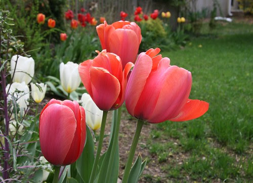 pink tulips