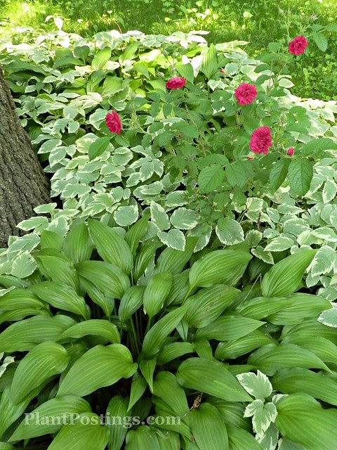 rosehosta