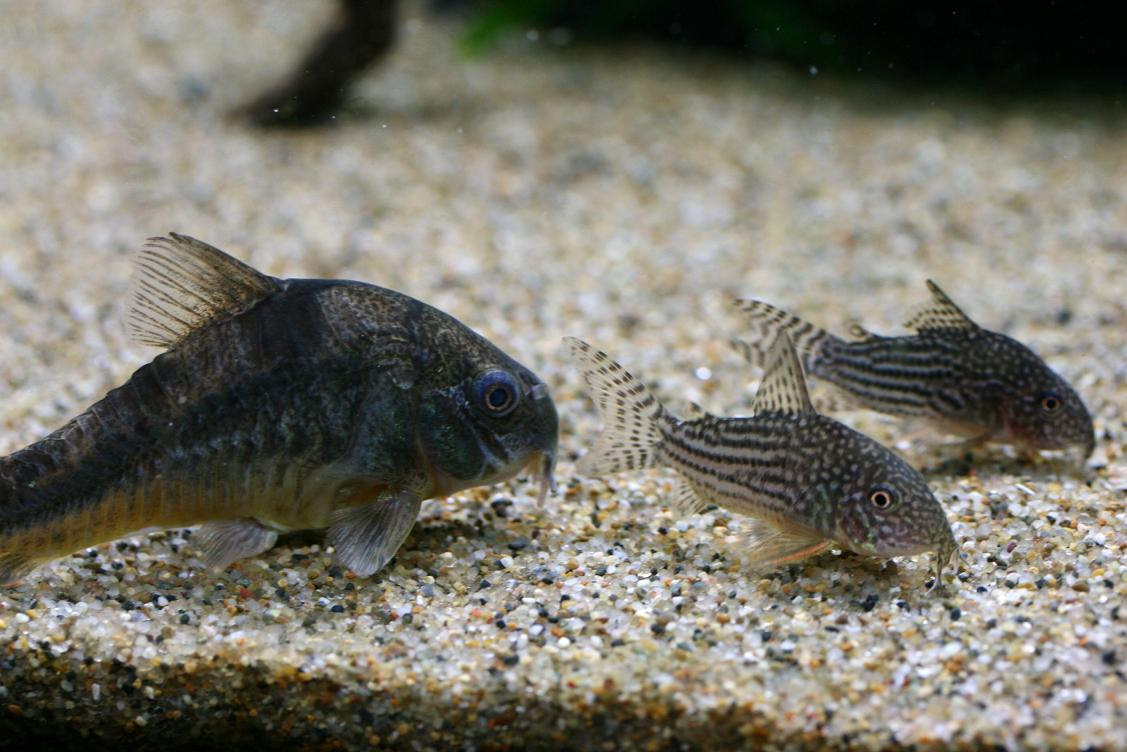 おじさんと熱帯魚と音楽と 青コリ