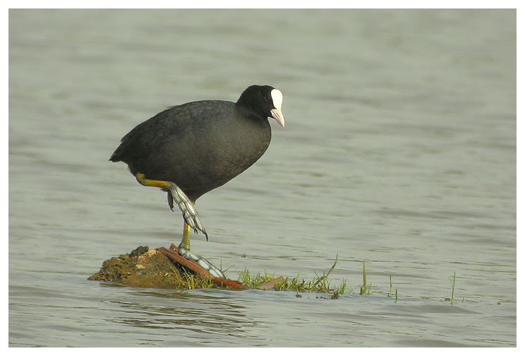 Common Coot (Fulica atra)