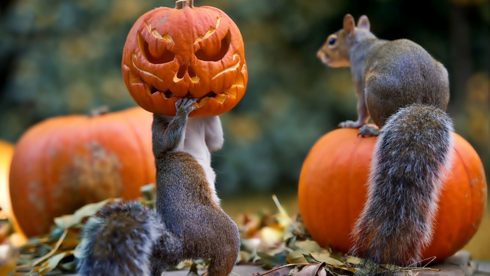 Halloween Pets Wallpaper (60+ images)