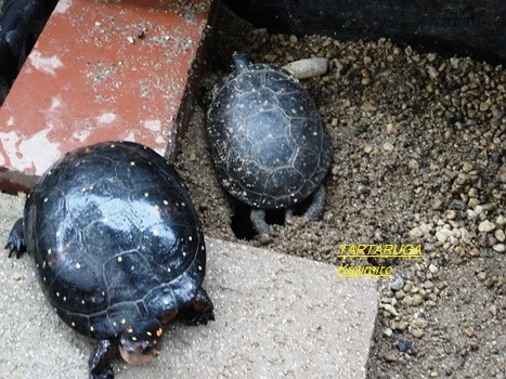 キボシイシガメの 我が家での 初産卵 キボシイシガメ