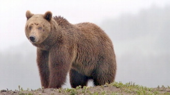 attacked by bear. being attacked by a ear.
