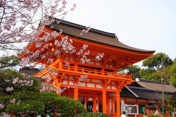 京都桜 上賀茂神社 に開花と見頃 穴場で名所 最強パワースポットの桜がすごい
