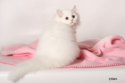 White Traditional Persian kitten