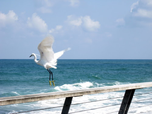 birdagain