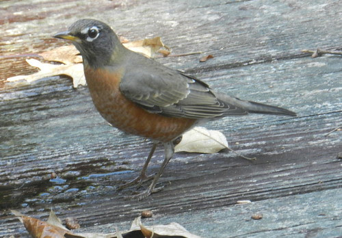 naturenotesDSCN4072