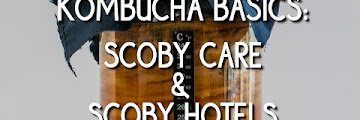 How To Care For Your Kombucha Scoby Download Videos Mp3 and Mp4