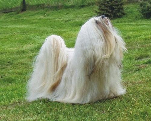 animales con un pelo maravilloso