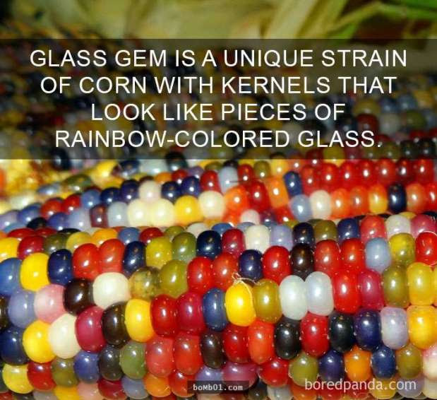 80個「許多人活了一輩子都不知道」的驚人事實真相。