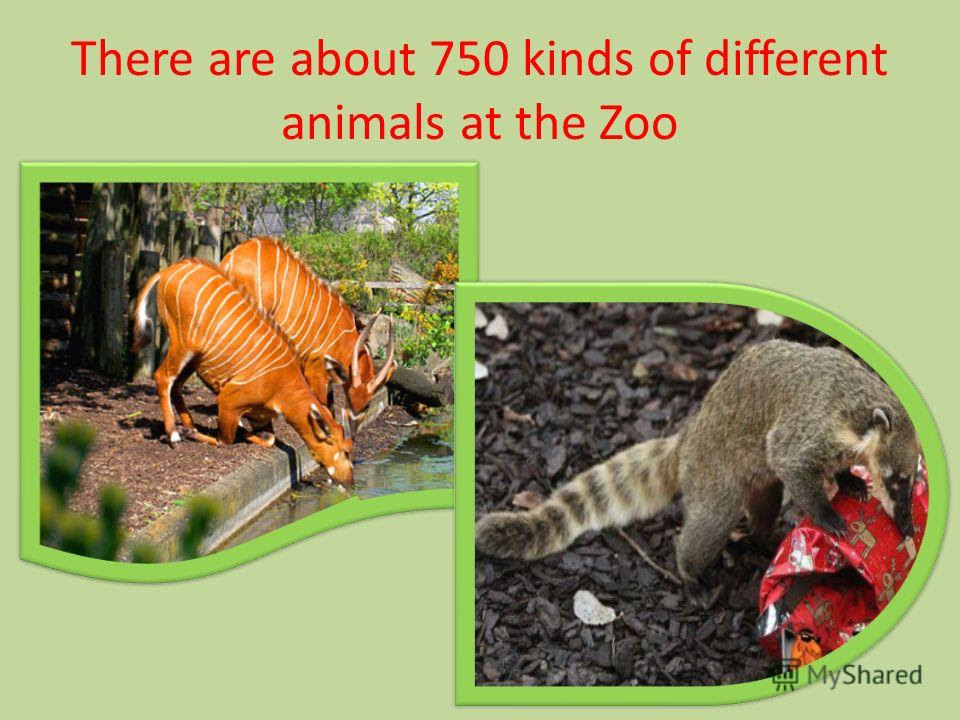 Презентация на тему: "WELCOME TO LONDON ZOO. London Zoo is one of the