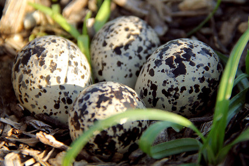 Bird's Eggs
