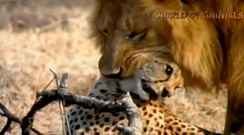 すごい映像 究極のアスリート 野生動物たちのパワーがもっとも発揮される瞬間が詰まった動画 必見です 捕食動画ナビ