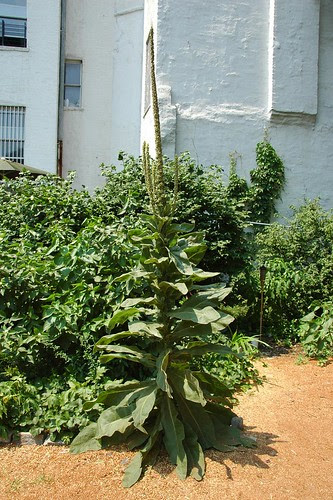 Mullein