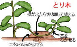 セージの育て方 ヤサシイエンゲイ