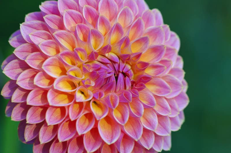 永久保存版 美しい折り紙の花の折り方 作り方選 Handful ハンドフル