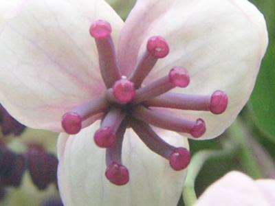 アケビの花 季節の中で