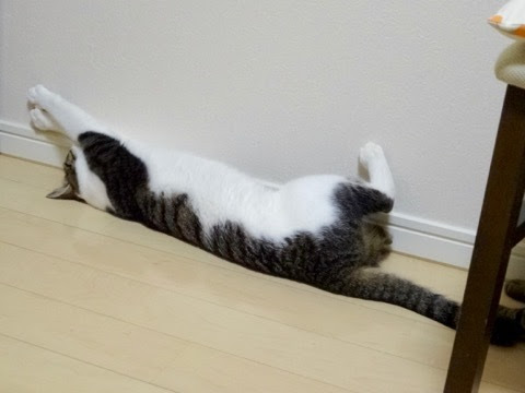 体長を測る しっぽをあげて