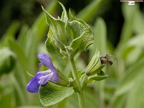 Figura Salvia officinalis 01