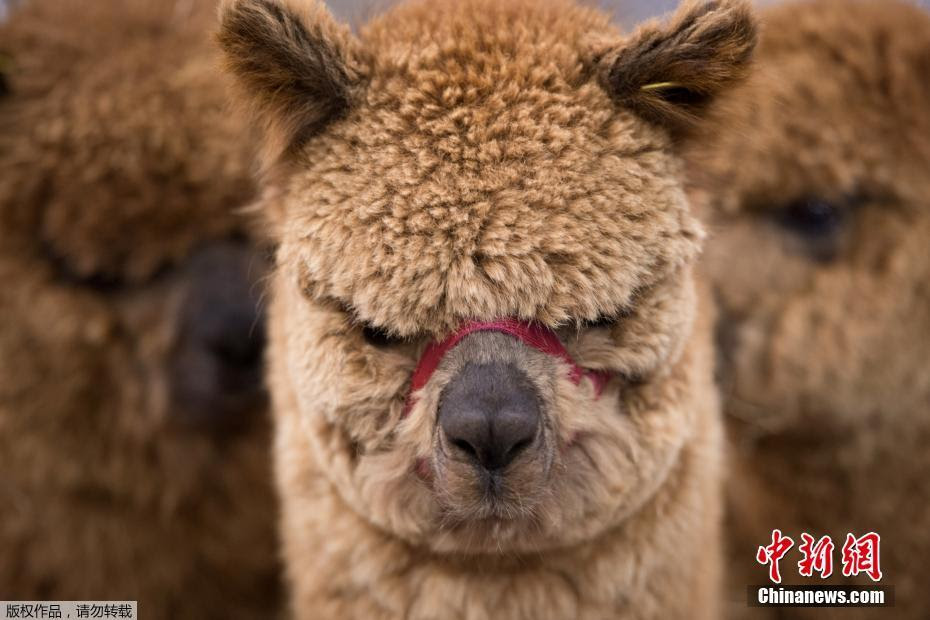 英アルパカショー 全国から可愛いアルパカが集合 中国網 日本語