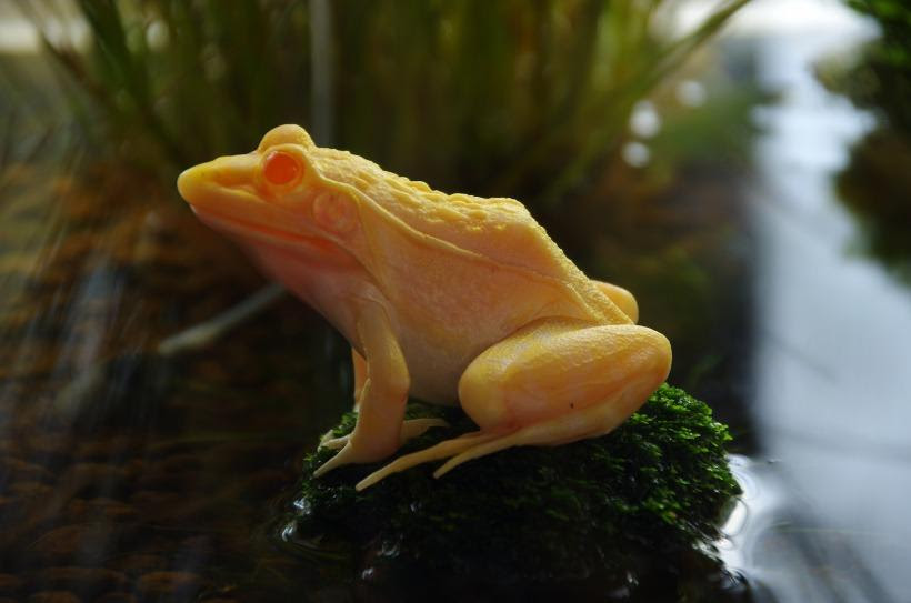 トノサマガエルのアクアテラ アクアルバム