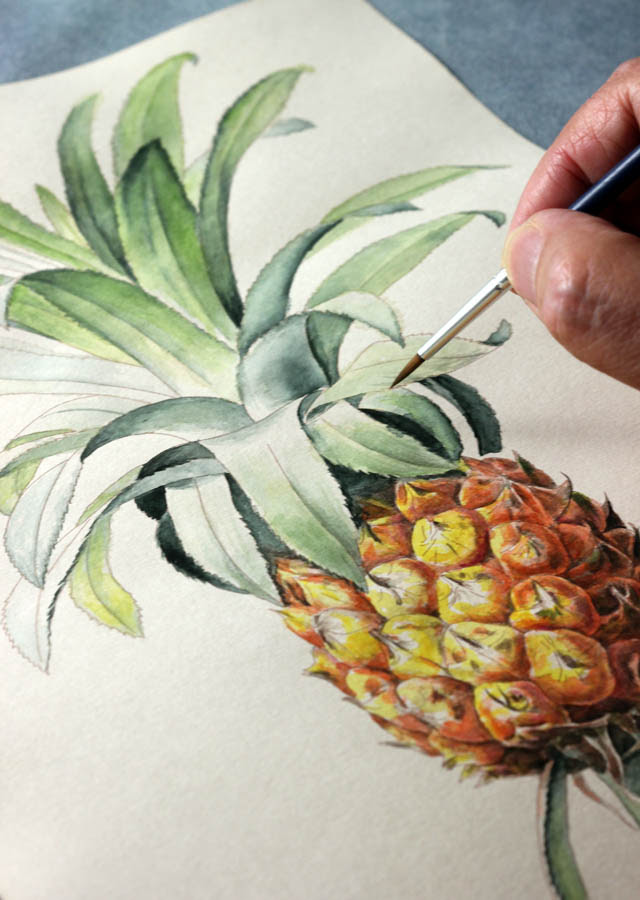 大人の水彩ぬり絵 パイナップル 三上晃央 Parsleysage