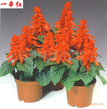 供应盆栽花卉 草花换季 草花种植 盆景批发 供应信息 石头花木网 娇娇科技手机版