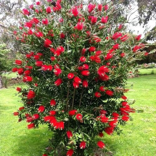 Callistemon Laevis