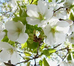different kind of cherries
