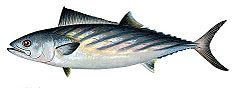 Bonito atlantik, Sarda sarda
