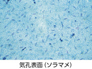 ケニスオンラインショップ 商品詳細ページ
