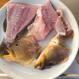 キハタ アオハタ の刺身 煮付 日本歯科技術