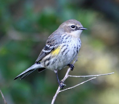  List Of Yellow Rumped Warbler Bird Pictures 2022 