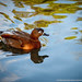 Francis Kwong Photography - 025