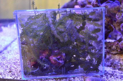 海ぶどう その後 あ 楽しき海水魚ライフ カクレクマノミと愉快な仲間たち