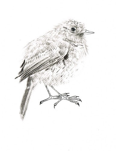 robin by jina11