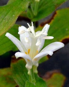 花 ホトトギス 10月9日の花と花言葉 ホトトギス 魅る魅るガーデニング