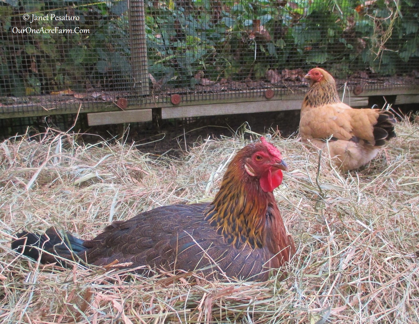 Because our runs are predator proof, our chickens always have access ...