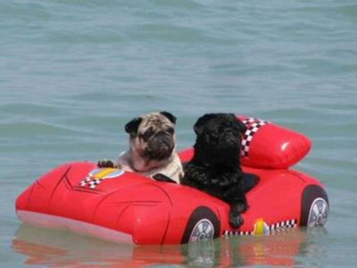 悪いなのび犬 この浮き輪 二匹用なんだ 漂流犬へのボケ ボケて Bokete