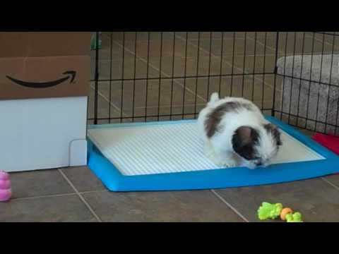 Wizdog potty training - Shih Tzu puppy - YouTube