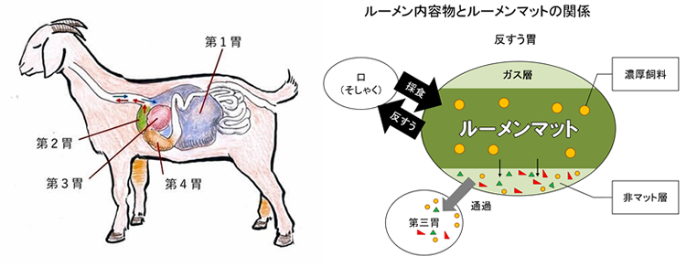 農園りすとらんて Herberry ハーベリー 3 栄養管理 粗飼料が中心 濃厚飼料は控えめに というのはどういうことですか