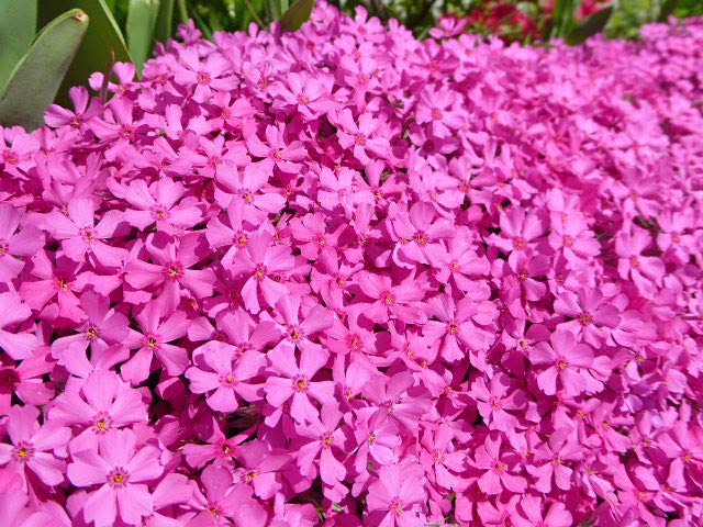 花図鑑 シバザクラ 芝桜 ハナシノブ科フロックス属