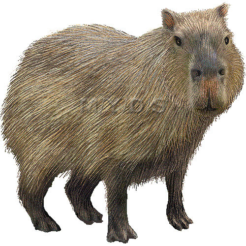 カピバラのイラスト 条件付フリー素材集