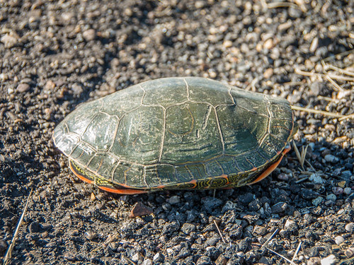 Western painted turtle