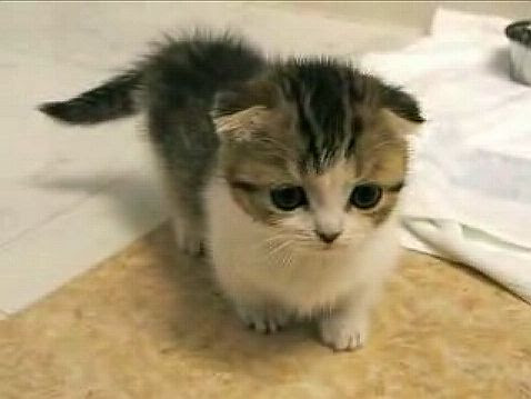 可愛い 短足マンチカン おもしろい かわいい 猫動画集